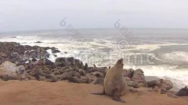纳米比亚<strong>骷髅</strong>海岸大西洋海滩上的海角海豹毛头虫菌落